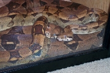 anikan and obe