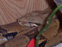anikan