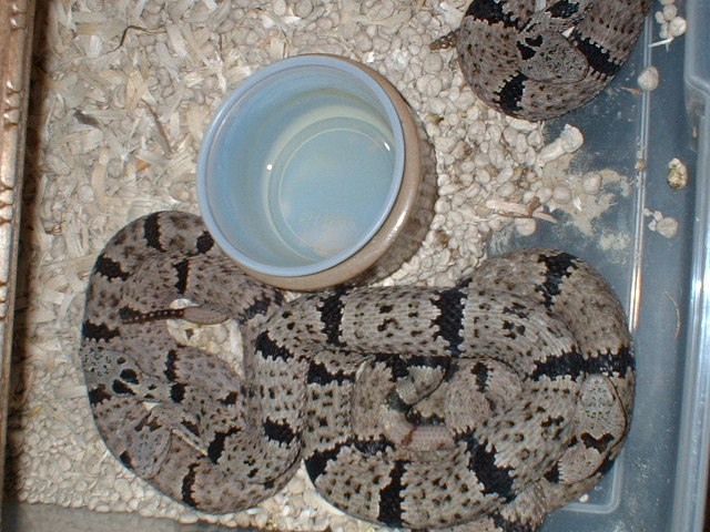 oregans