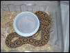 russels vipers