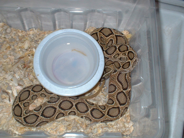 russels vipers