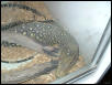 croc monitor
