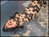 Baby banded gila #1