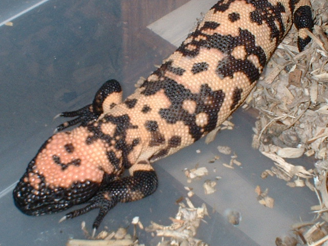 Baby banded gila #1