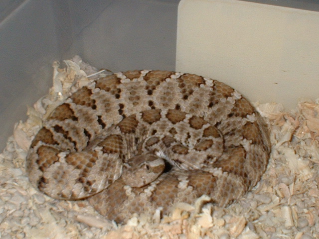 enyo