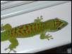 crimson day gecko