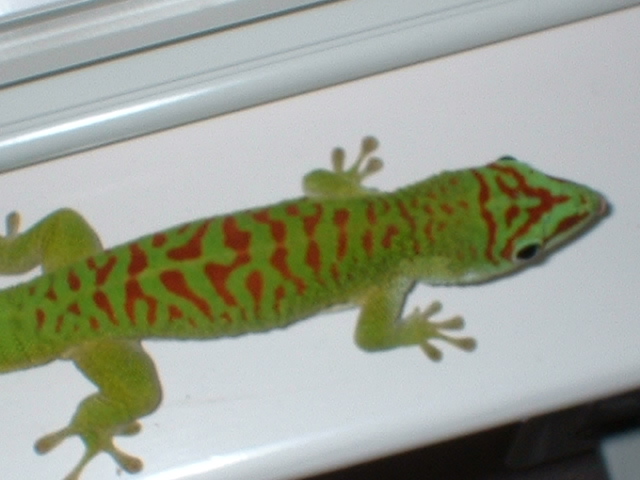 crimson day gecko