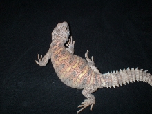 female uro