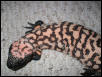 Retic baby gila
