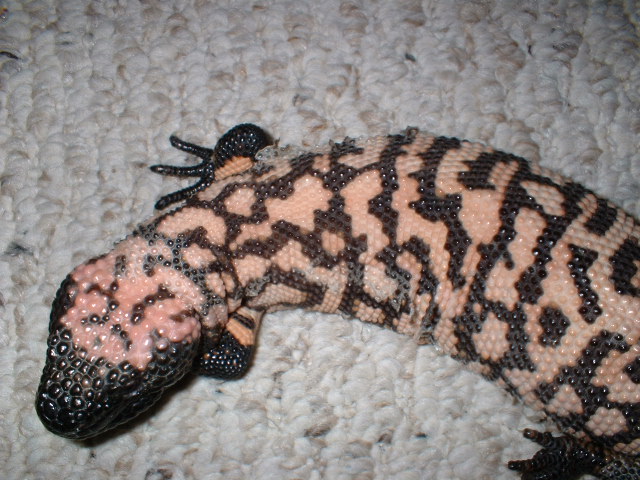 Retic baby gila