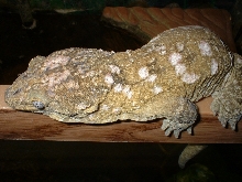 leachie