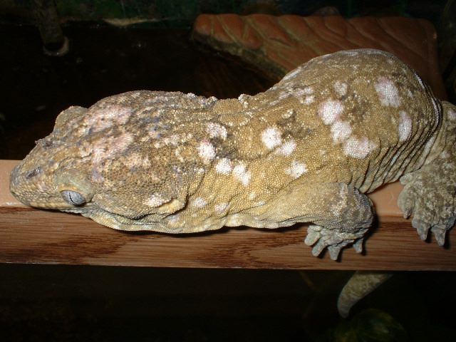 leachie
