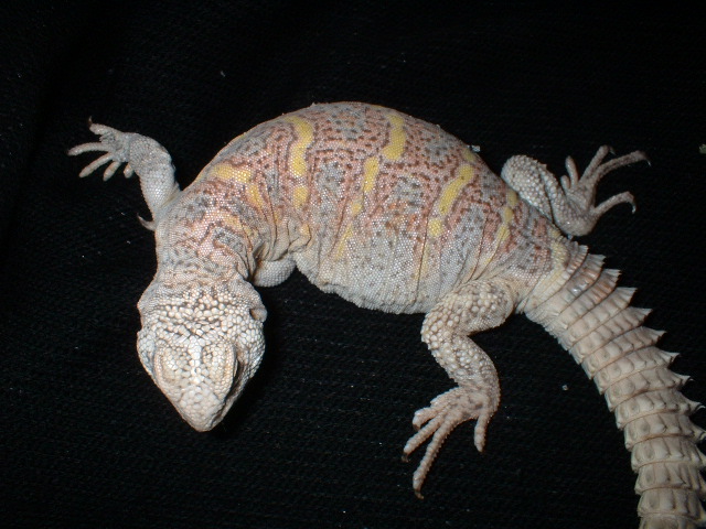 hypo uro