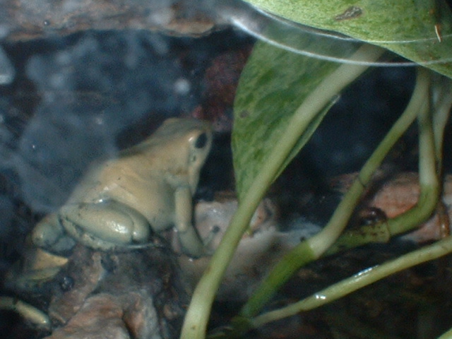 m frogs
