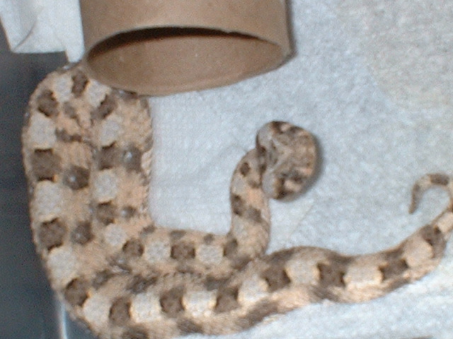 cdalis