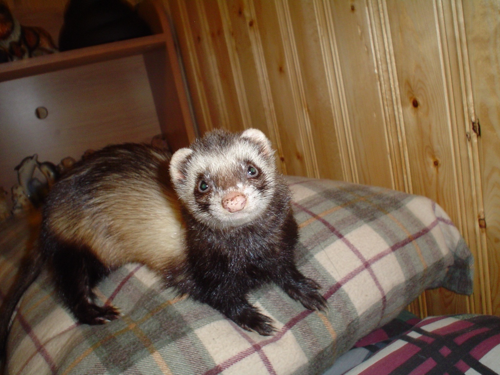 Charlie
