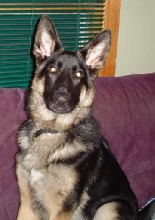 Nitro- 6 months