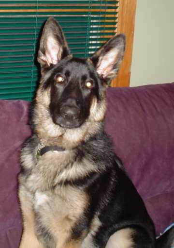 Nitro- 6 months