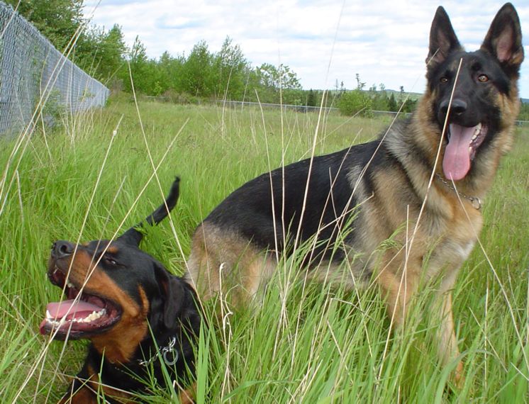 Nitro and Balder