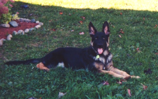 Nitro @ 19 weeks