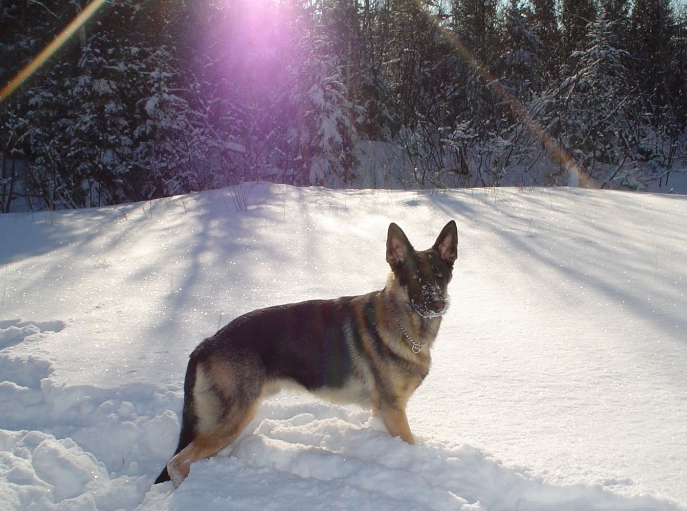 Nitro in the snow