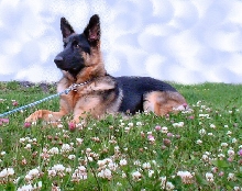 Nitro 1 yr