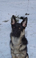 Nitro 7 months-snow