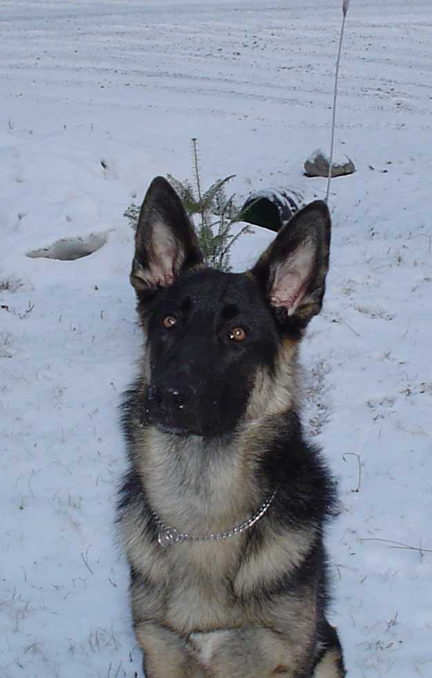 Nitro 7 months-snow