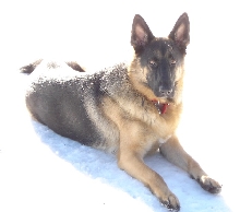 Nitro