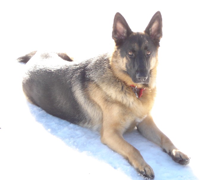 Nitro