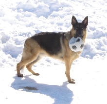 Nitro with his ball