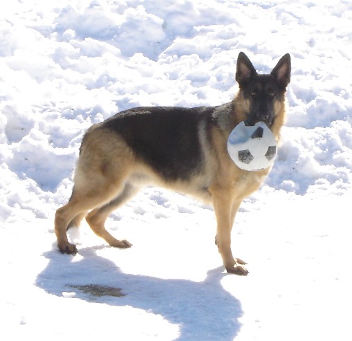 Nitro with his ball