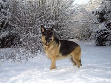 Nitro in the snow