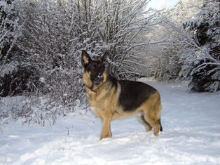 Nitro in the snow