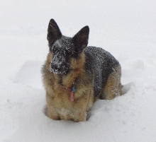 Nitro enjoying the snow