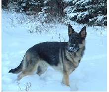 Nitro- 10 months