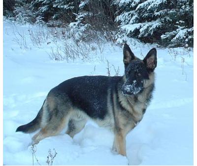 Nitro- 10 months