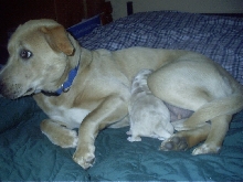 Honey and Lyric