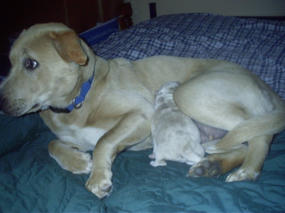 Honey and Lyric
