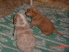 Lyric (The white and Brn pup) and Cadence (The solid brown pup)