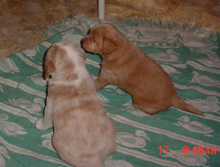 Lyric (The white and Brn pup) and Cadence (The solid brown pup)