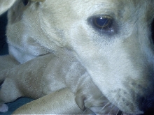 Honey and cadenc