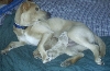 Honey and her 2 pups