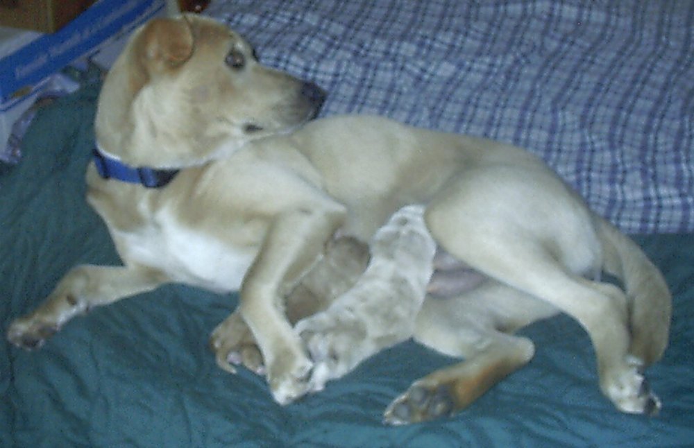 Honey and her 2 pups