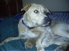 Honey and her 2 pups again
