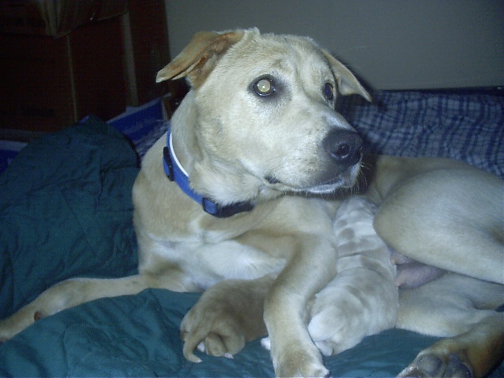 Honey and her 2 pups again