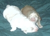 Lyric and cadence