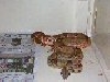 2003 Gee Line Hypo male breeder.