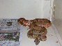 2003 Gee Line Hypo male breeder.