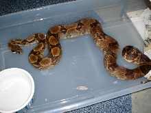 Gee line hypo 2003 male #pic